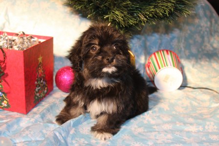havanese-puppies